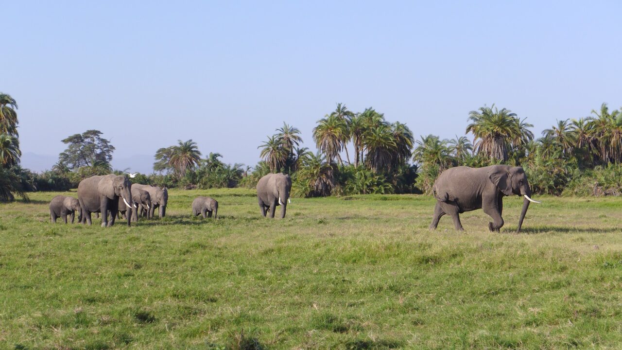 amboseli-4967430_1920