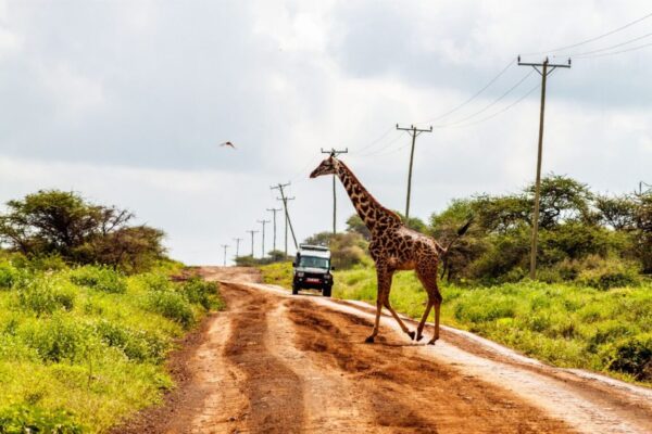 https://pekingadventures.co.ke/wp-content/uploads/2023/01/amboseli-national-park-4734715_1920-scaled-600x400.jpg