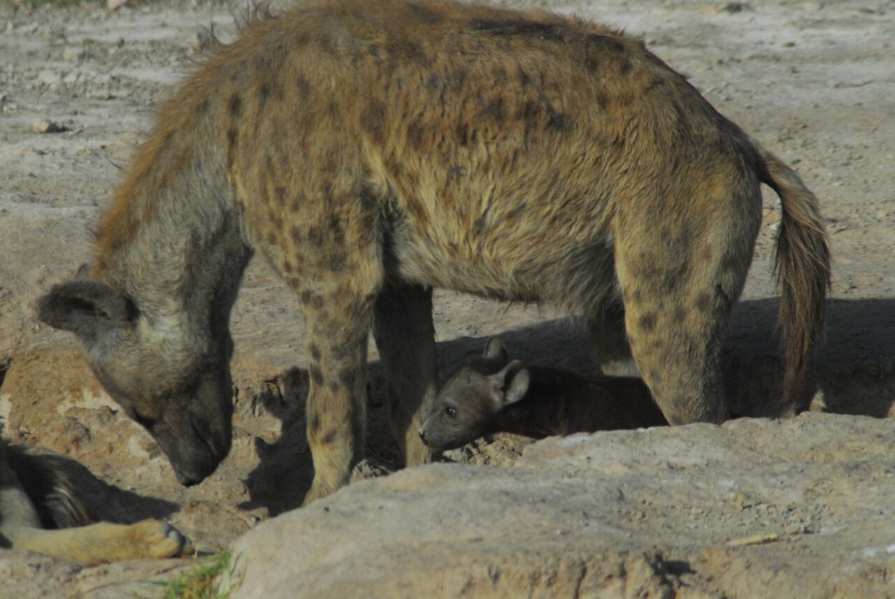 hyena-4468929_1920